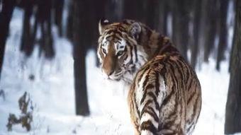 国产老虎第21集视频,揭秘神秘古墓，探寻千年宝藏之谜